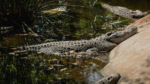 View of an animal relaxing on riverbank