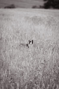 View of a cat on field