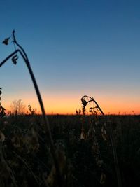 Silhouette plants on field against sky during sunset