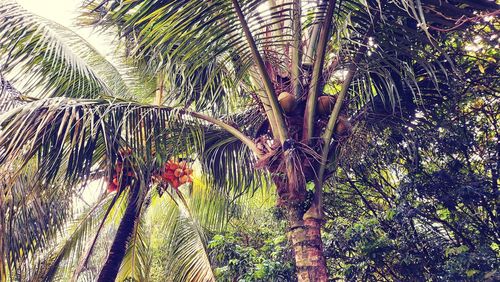 Low angle view of coconut palm trees