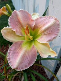 Close-up of pink flower