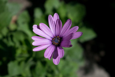 Close-up of purple cosmos blooming outdoors