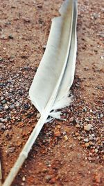 Close-up of feather