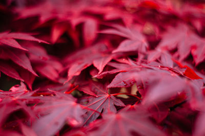 Full frame shot of red maple leaves