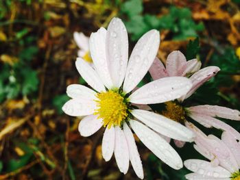 Close-up of white flower blooming outdoors