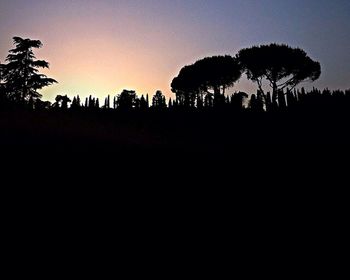 Silhouette of trees at sunset