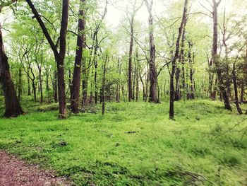 Trees in forest