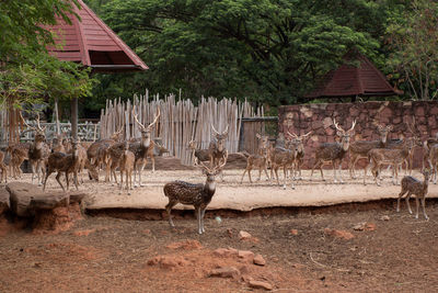 Deer in a row