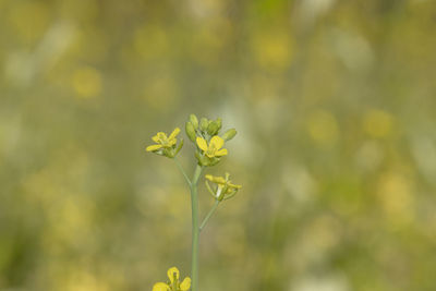 Close-up of yellow flowering plant