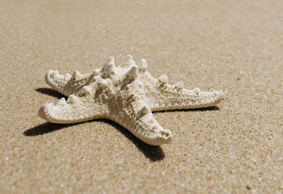 Close-up of dead fish on beach