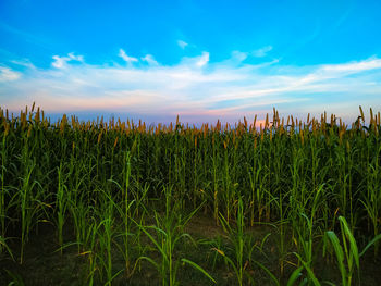 Crops growing on field against sky