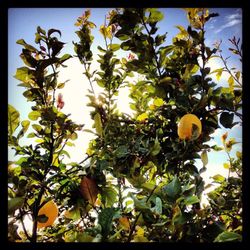 Low angle view of yellow flowers