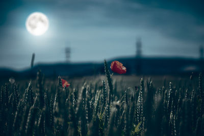 Close-up of red poppy flower on field against sky