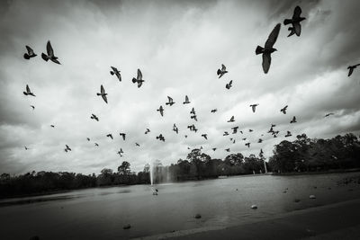 Birds flying over water against sky