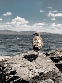 Rear view of seagull on rock by sea against sky