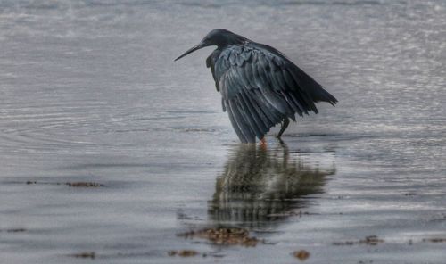 Bird on lake