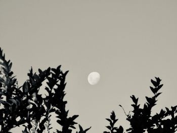 Low angle view of silhouette tree against clear sky