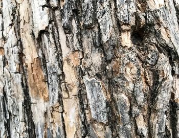 Full frame shot of tree trunk