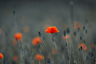 Close-up of orange poppy on field