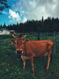 Cow standing in a field