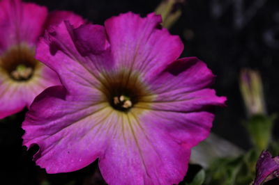 Close-up of pink flowers