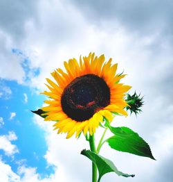 Low angle view of sunflower against sky