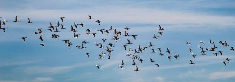 Low angle view of birds flying in sky