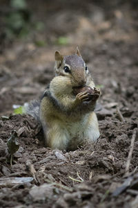 Squirrel on field