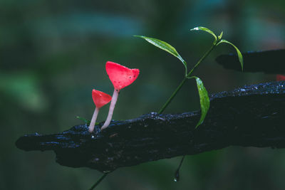 Close-up of water drops on red rose