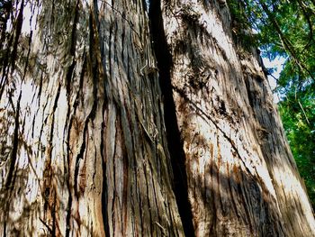 Low angle view of tree trunk