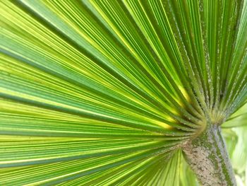 Close-up of palm leaf