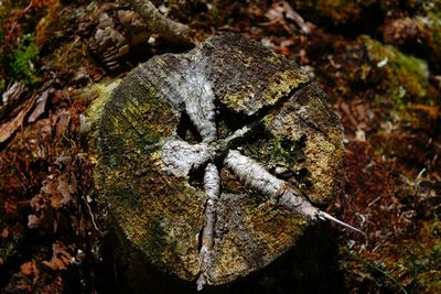 Close-up of moss on tree trunk in forest