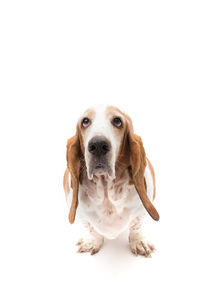 Red and white bassett hound on stark white background looking up