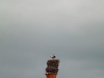 Low angle view of bird against clear sky