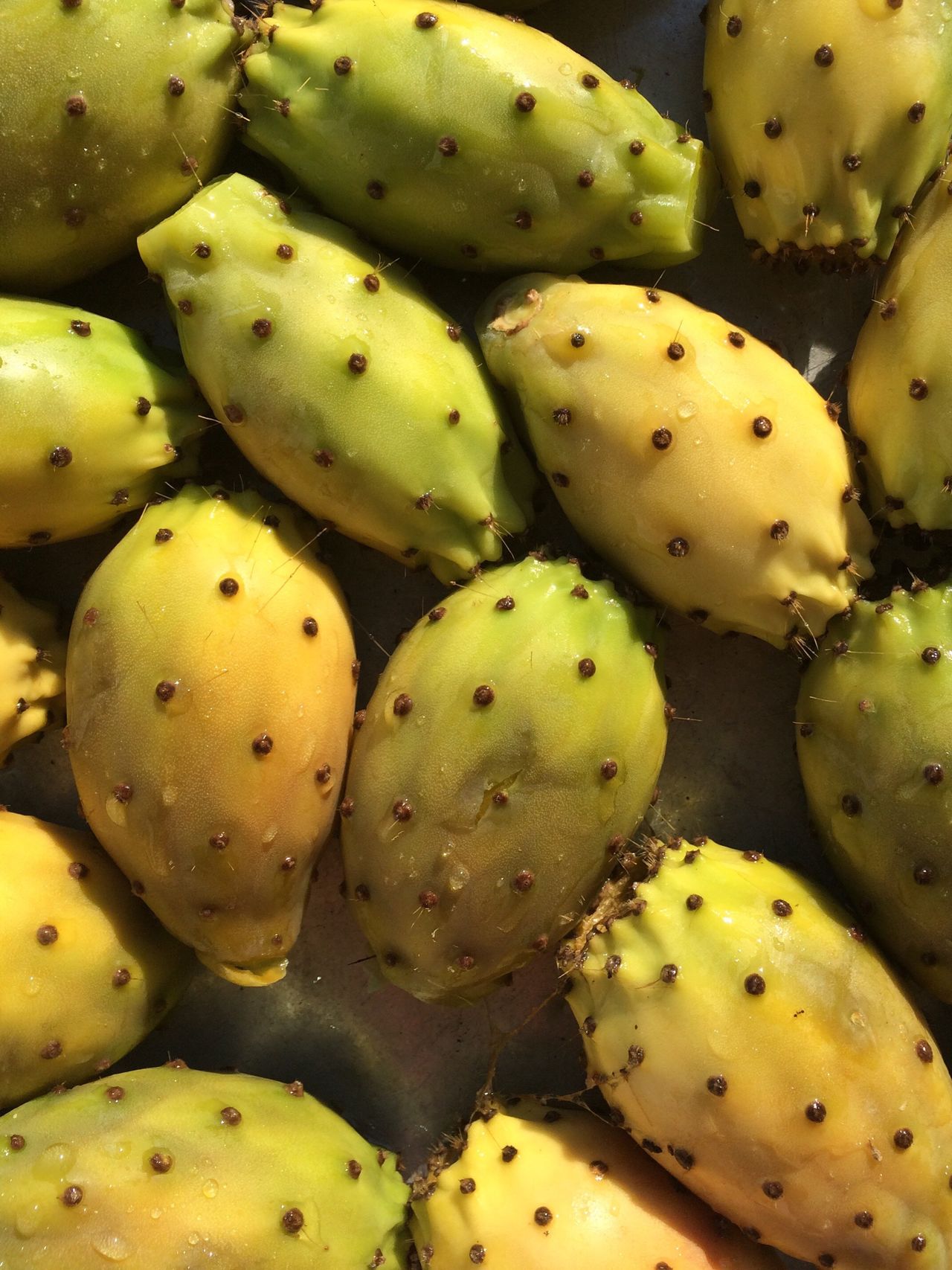 Cactusfruit