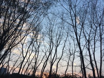 Low angle view of trees against sky