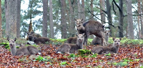 Sheep in a forest