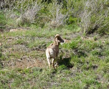 Dog on field