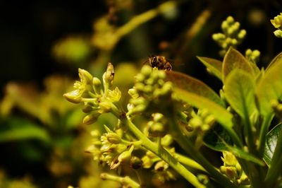 Close-up of insect on plant