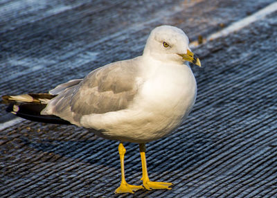 Close-up of seagull perching