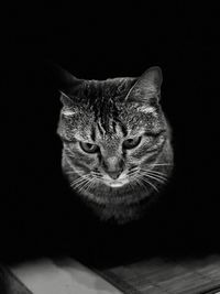 Close-up portrait of cat against black background