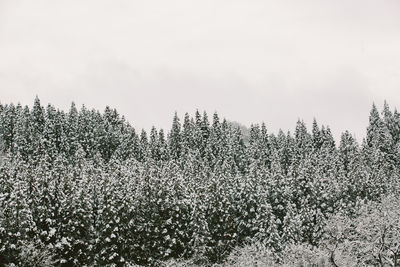 Plants growing on snow covered land against sky