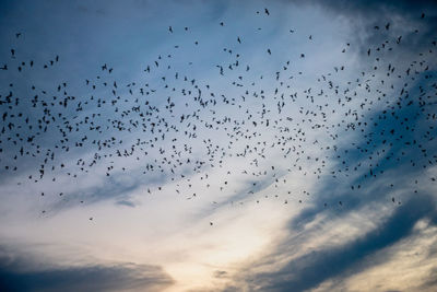 Low angle view of birds flying in sky