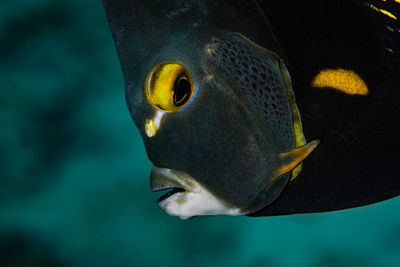 Close-up of fish swimming in sea