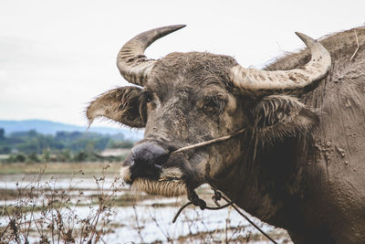 Close-up of a horse on field