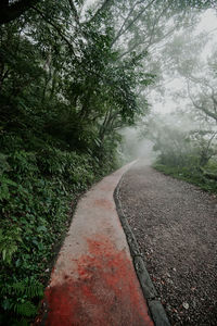 Empty road amidst trees