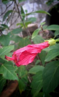 Close-up of pink hibiscus flower