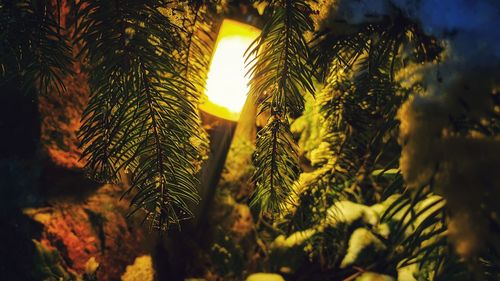 Close-up of sunlight falling on tree