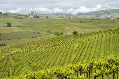 Scenic view of vineyard against sky