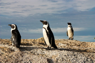 View of birds on rocks